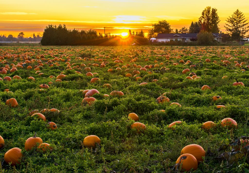 Why Celebrate Halloween with Toddlers